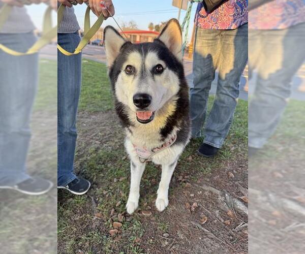 Medium Photo #1 Siberian Husky Puppy For Sale in Stockton, CA, USA