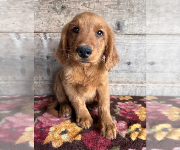 Medium Photo #18 Golden Retriever Puppy For Sale in VERMONTVILLE, MI, USA