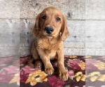 Small #17 Golden Retriever