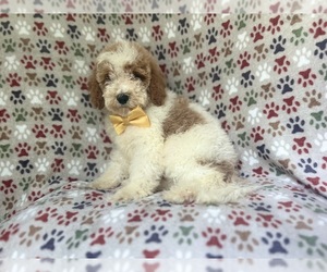 Cavapoo Puppy for sale in LAKELAND, FL, USA