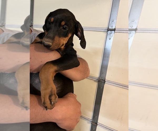 Medium Photo #4 Doberman Pinscher Puppy For Sale in HESPERIA, CA, USA