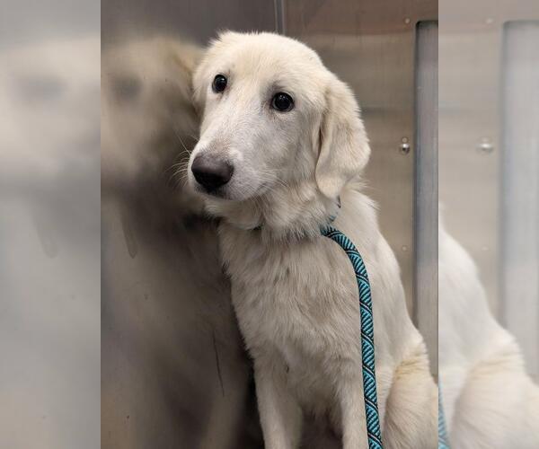 Medium Photo #7 Great Pyrenees Puppy For Sale in Dallas, TX, USA