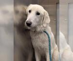 Small #6 Great Pyrenees
