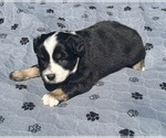 Small #6 Australian Shepherd