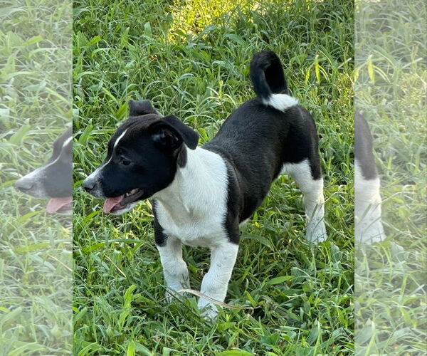 Medium Photo #3 Jack Russell Terrier-Labrador Retriever Mix Puppy For Sale in Virginia Beach, VA, USA