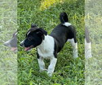 Small #2 Jack Russell Terrier-Labrador Retriever Mix