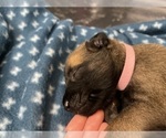 Small Photo #286 Belgian Malinois Puppy For Sale in REESEVILLE, WI, USA