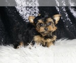 Small Photo #39 Morkie Puppy For Sale in WARSAW, IN, USA