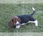 Small Photo #56 Basset Hound Puppy For Sale in MEMPHIS, MO, USA