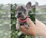Small #6 French Bulldog