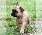 Small #37 French Bulldog