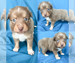 Small #2 Miniature Australian Shepherd