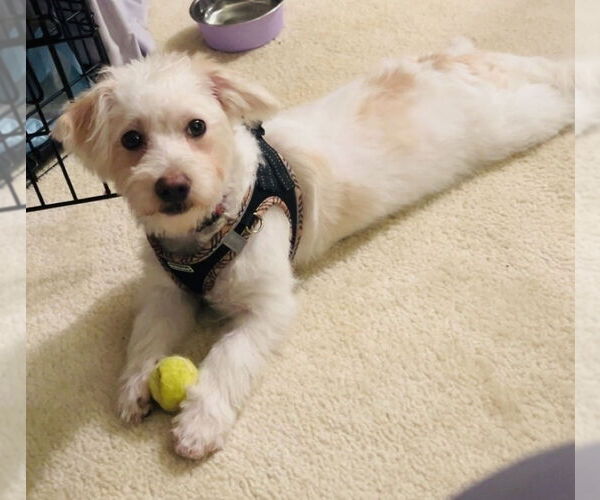 Medium Photo #2 Maltese-Unknown Mix Puppy For Sale in Mundelein, IL, USA