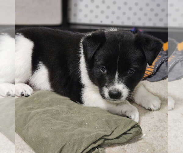 Medium Photo #4 Mutt Puppy For Sale in Fargo, ND, USA