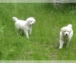 Small Photo #11 Golden Pyrenees-Great Pyrenees Mix Puppy For Sale in RAVENNA, MI, USA