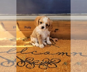Cavalier King Charles Spaniel Puppy for Sale in SENECA, Missouri USA