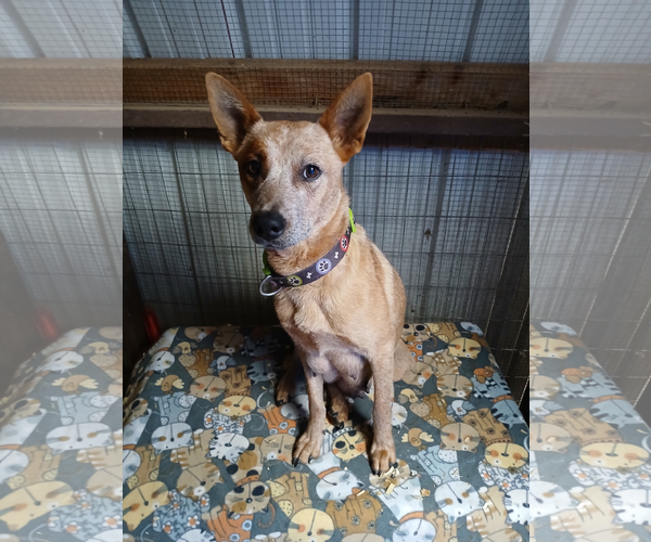 Medium Photo #1 Mutt Puppy For Sale in Green Forest, AR, USA