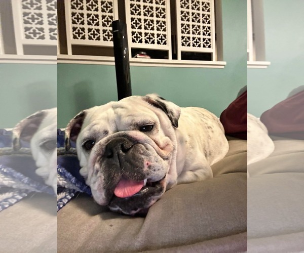 Medium Photo #3 Bulldog Puppy For Sale in Menifee, CA, USA