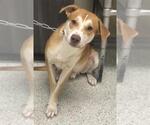 ERIKSON - Male Labrador Retriever Dog for Adoption - Small photo
