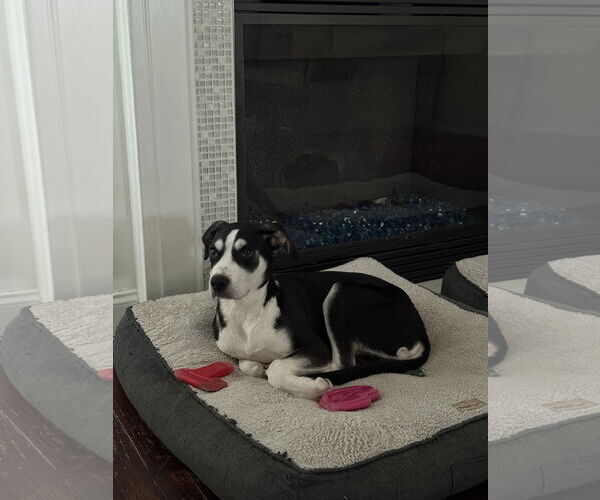 Medium Photo #15 Siberian Husky-Unknown Mix Puppy For Sale in Holly Springs, NC, USA