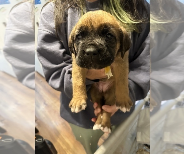 Medium Photo #12 Cane Corso-Saint Bernard Mix Puppy For Sale in LIVERMORE, CA, USA
