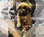 Small Photo #12 Cane Corso-Saint Bernard Mix Puppy For Sale in LIVERMORE, CA, USA