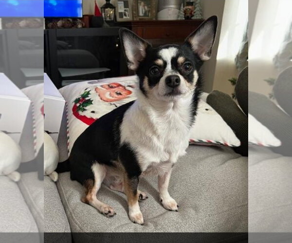 Medium Photo #7 Chihuahua Puppy For Sale in Westminster, MD, USA