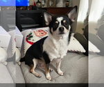 Small #6 Chihuahua