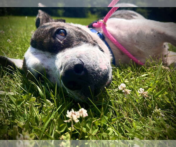 Medium Photo #3 American Pit Bull Terrier-Unknown Mix Puppy For Sale in Germantown, OH, USA