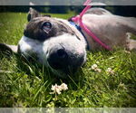 Small #2 American Pit Bull Terrier Mix