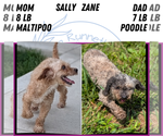 Small #4 Maltipoo (Toy)