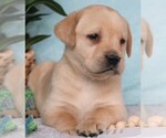 Small #3 Labrador Retriever