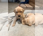Puppy yellow lab Labrador Retriever