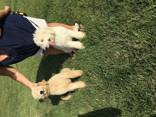 Goldendoodle Puppy for sale in JAMESTOWN, OH, USA