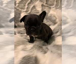 French Bulldog Puppy for sale in JOHNS ISLAND, SC, USA