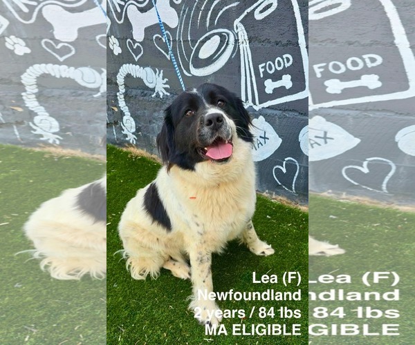 Medium Photo #6 Mutt Puppy For Sale in pomfret, CT, USA