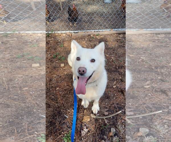 Medium Photo #2 Siberian Husky-Unknown Mix Puppy For Sale in Holly Springs, NC, USA