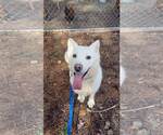 Small #1 Siberian Husky Mix