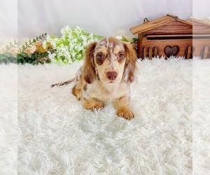 Dachshund Puppy for sale in ASTORIA, NY, USA