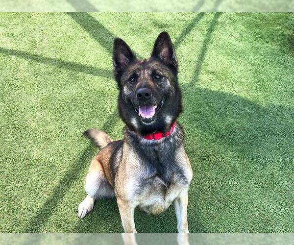 Medium Photo #1 German Shepherd Dog Puppy For Sale in Orange, CA, USA