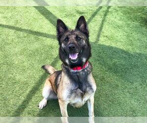 German Shepherd Dog Dogs for adoption in Orange, CA, USA