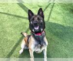 Small German Shepherd Dog