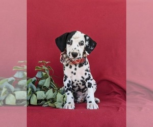 Dalmatian Puppy for sale in QUARRYVILLE, PA, USA