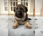 Small Photo #1 German Shepherd Dog Puppy For Sale in MAPLE GROVE, MN, USA