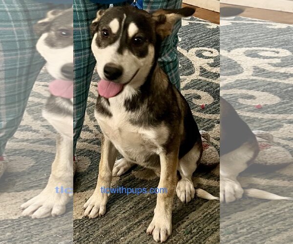 Medium Photo #1 Mutt Puppy For Sale in Colton, CA, USA