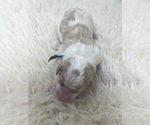 Small Photo #10 Goldendoodle Puppy For Sale in PIERSON, FL, USA