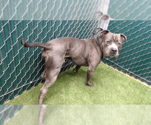 Mutt Dogs for adoption in Downey, CA, USA