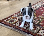 Puppy Daisy Faux Frenchbo Bulldog