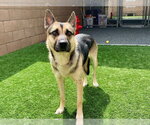 Small #1 German Shepherd Dog Mix