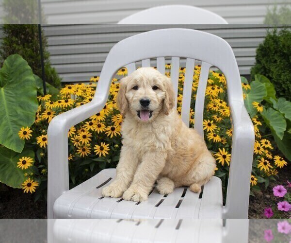 Medium Photo #16 Goldendoodle Puppy For Sale in SEBRING, OH, USA